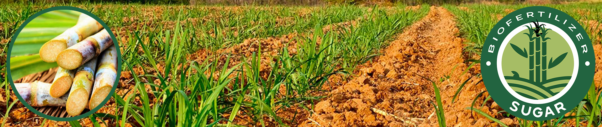 Sugar Biofertilizer