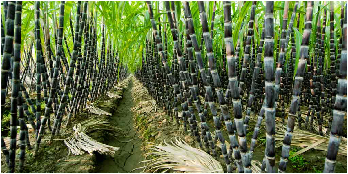 NEW-CA_ALFORD-Testimonial_website-1 About Us