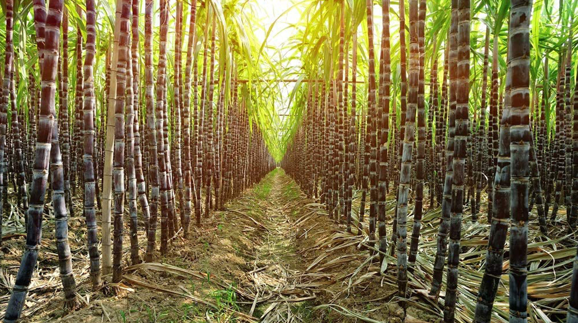 CA_Our-Technology_3 Technology